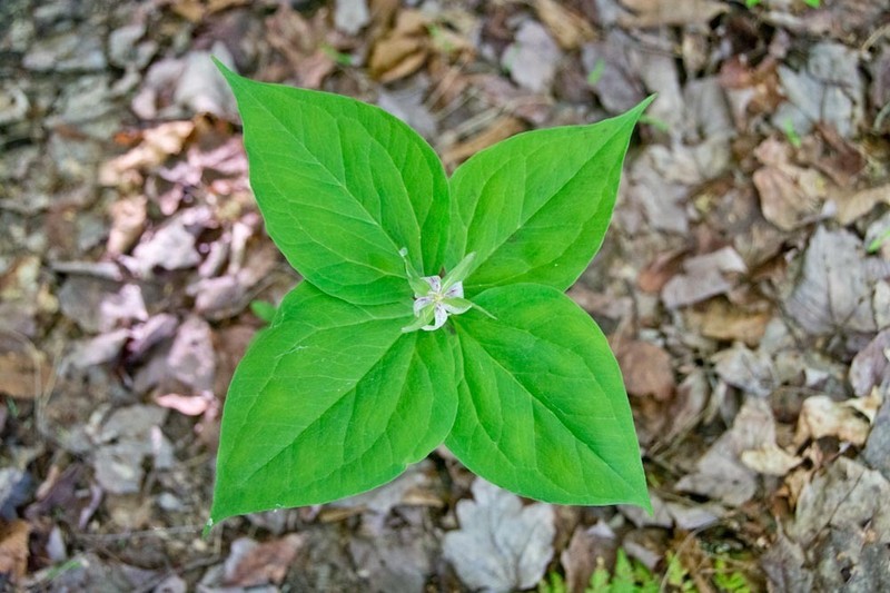 Painted Trillium photo 7