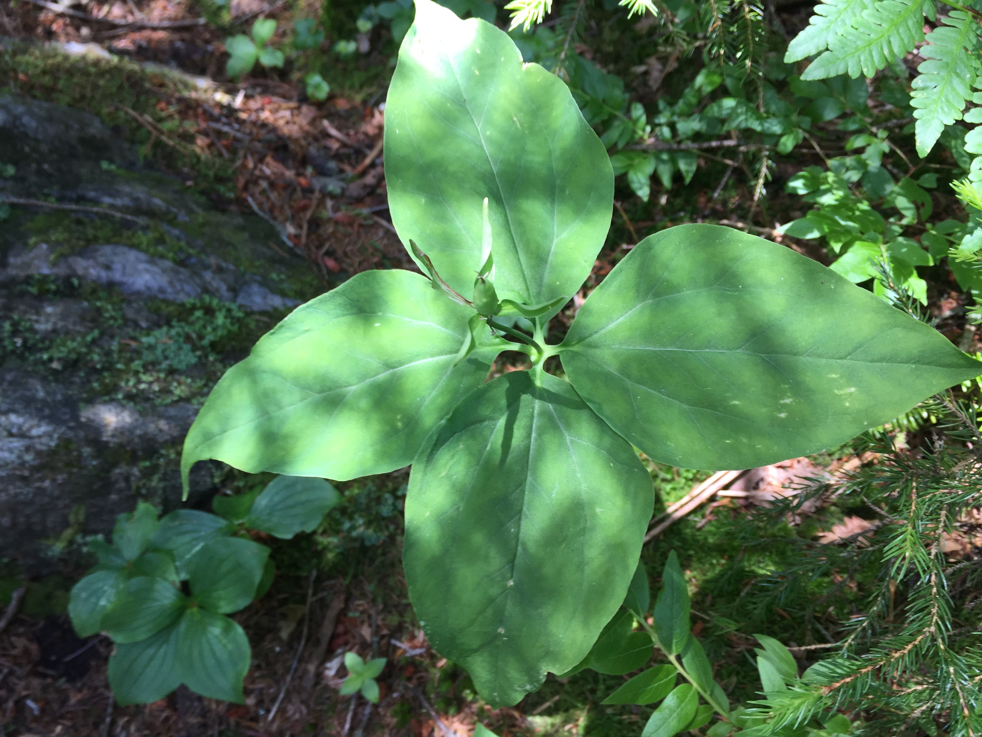 Painted Trillium photo 6
