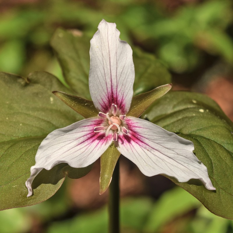 Painted Trillium