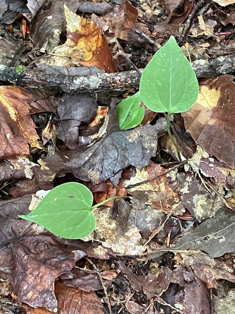 Painted Trillium photo 2