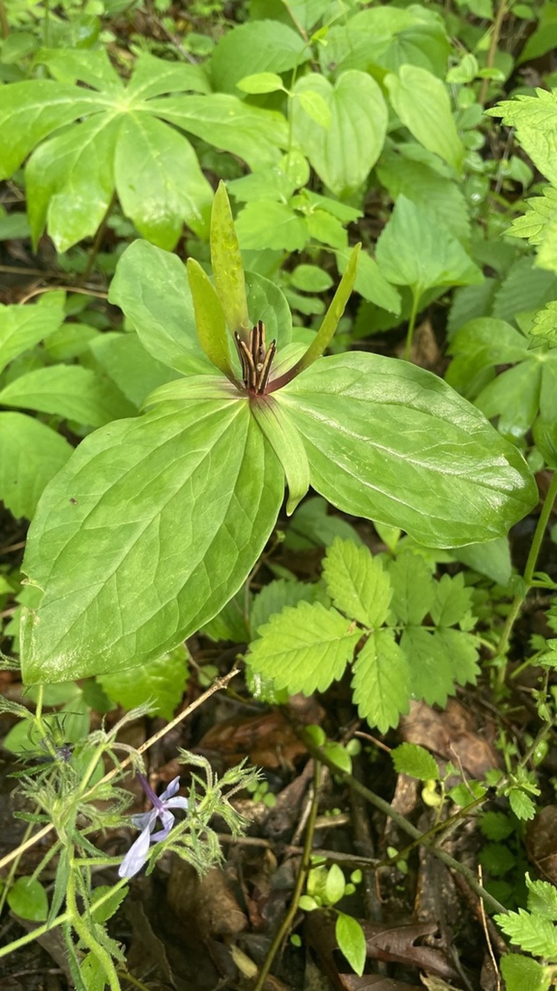 Wood Wakerobin photo 8