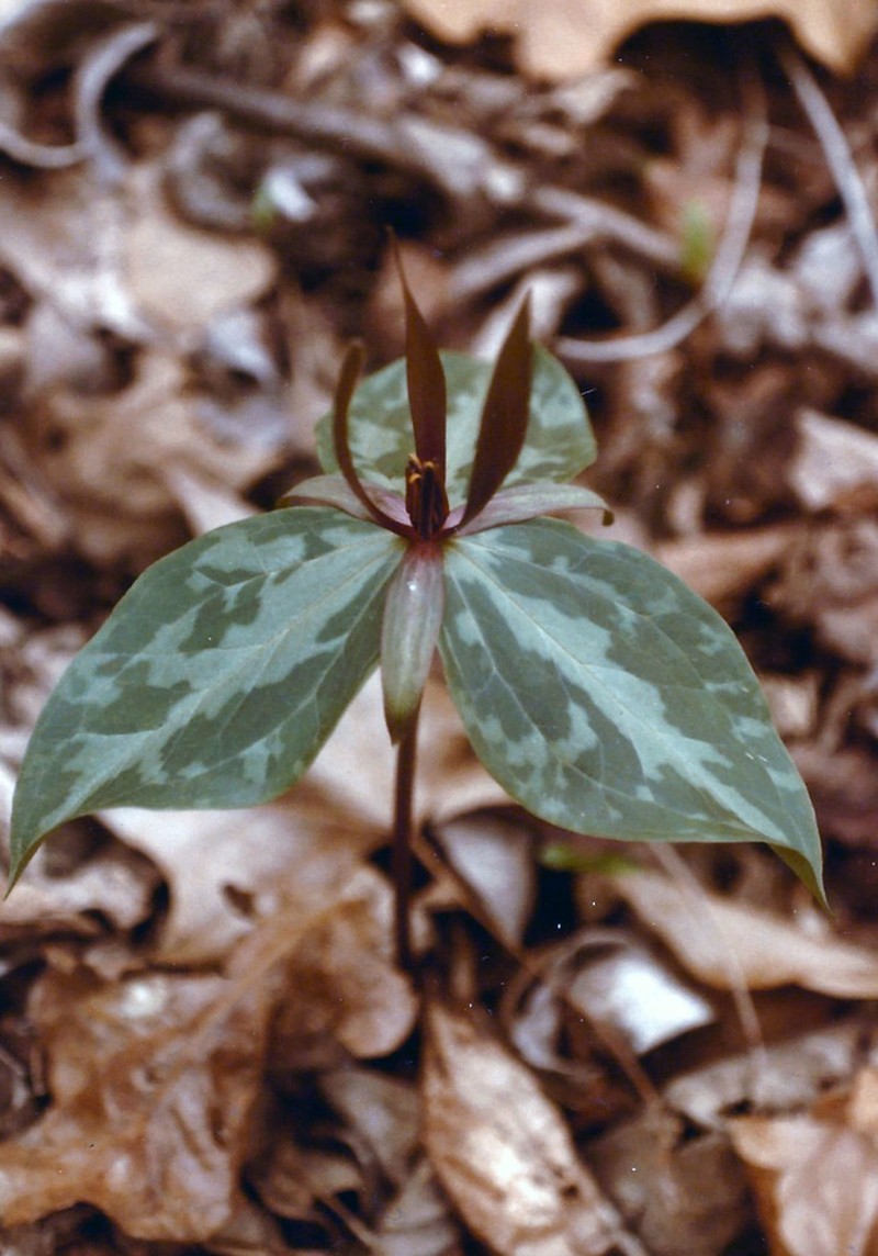 Tapertip Wakerobin photo 2