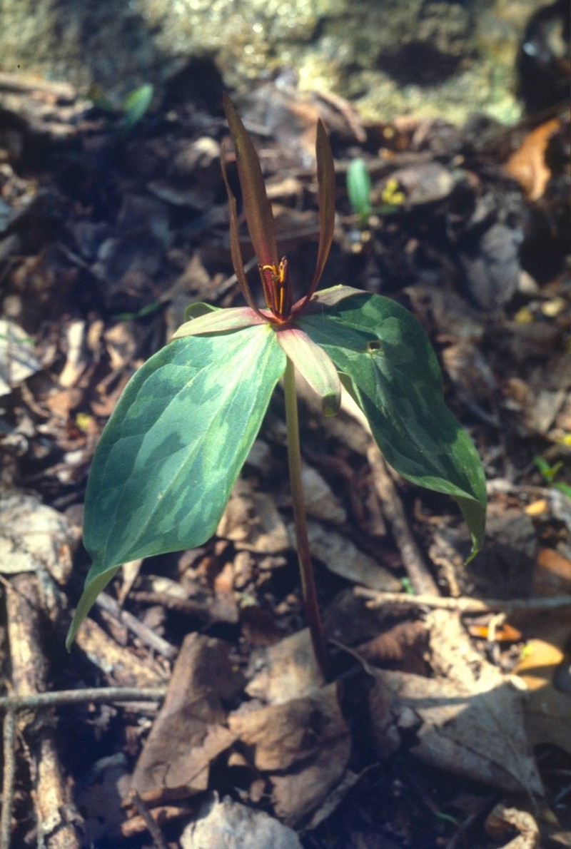 Tapertip Wakerobin photo 3