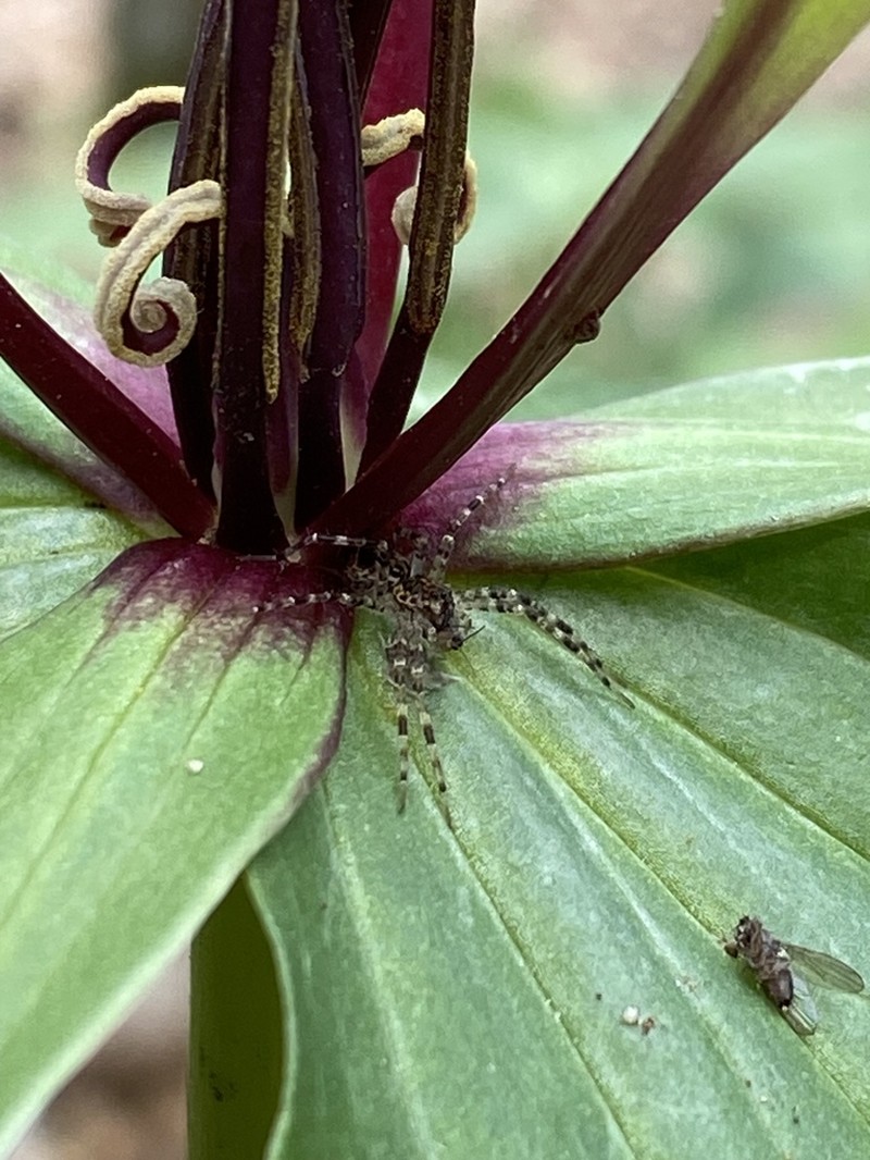 Tapertip Wakerobin photo 5