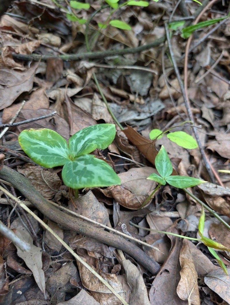 Tapertip Wakerobin photo 6