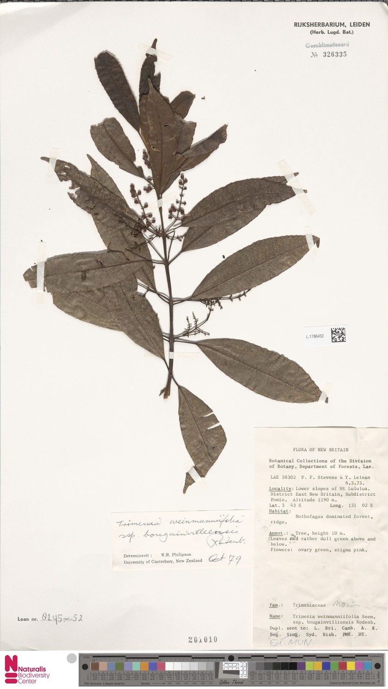 Trimenia bougainvilleensis photo 2