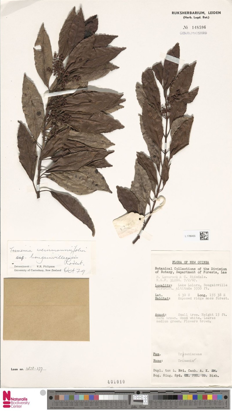 Trimenia bougainvilleensis photo 3