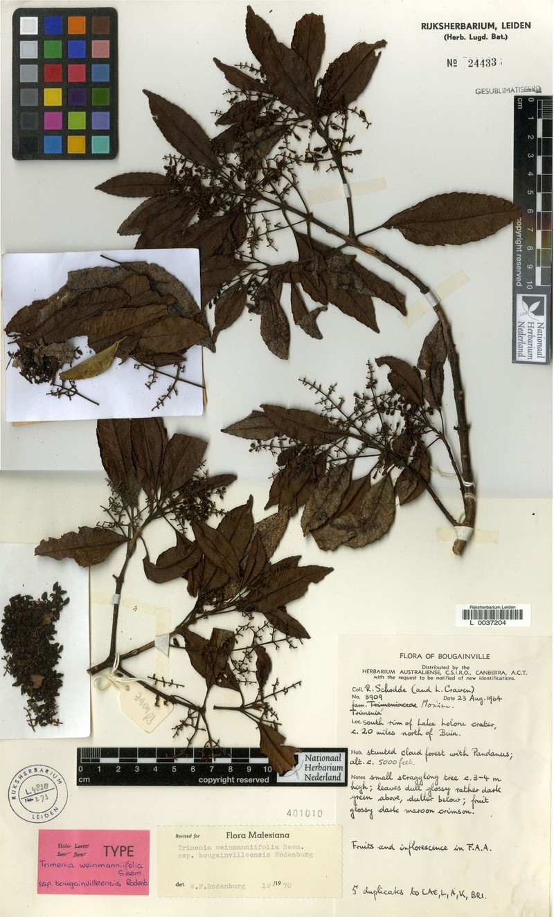 Trimenia bougainvilleensis photo 4