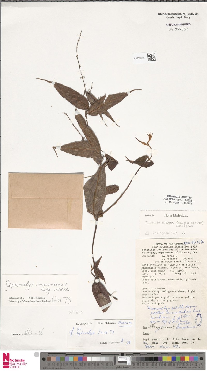 Trimenia macrura