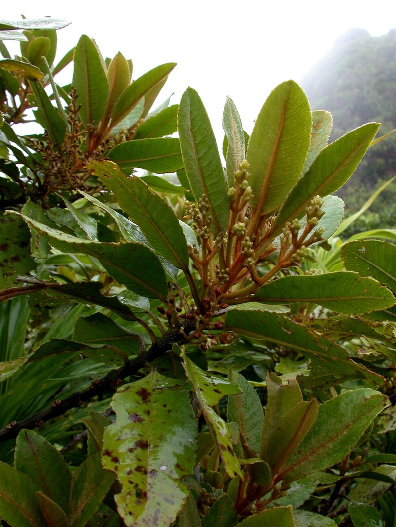 Trimenia marquesensis