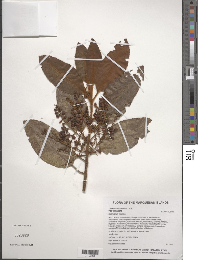 Trimenia marquesensis photo 2