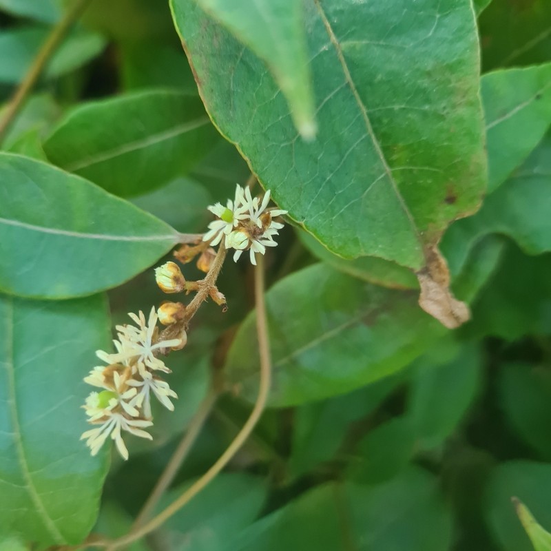 Trimenia moorei