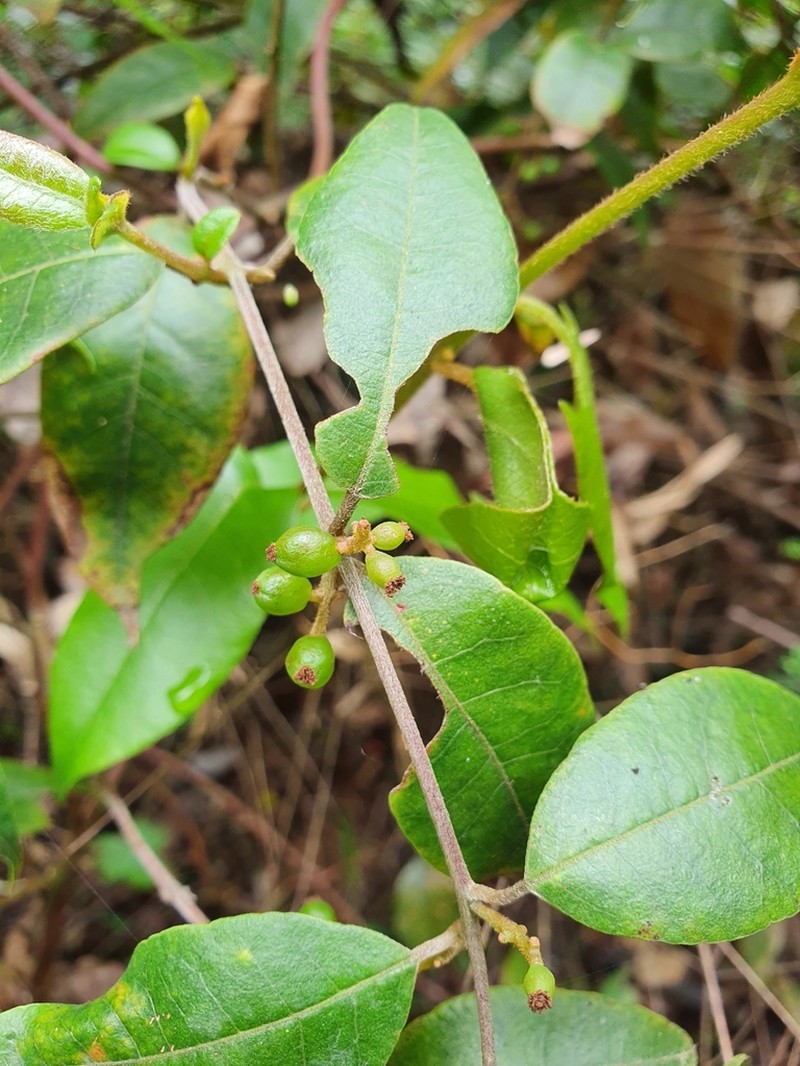 Trimenia moorei photo 2
