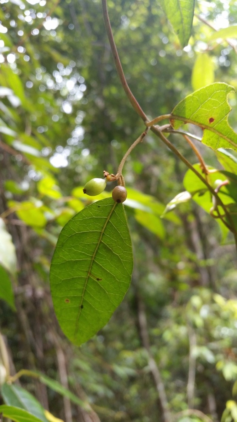 Trimenia moorei photo 3