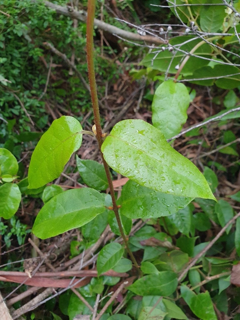 Trimenia moorei photo 4