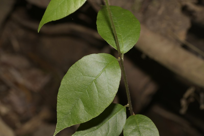 Trimenia moorei photo 5