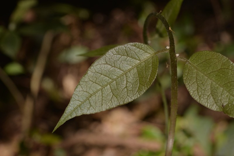 Trimenia moorei photo 6