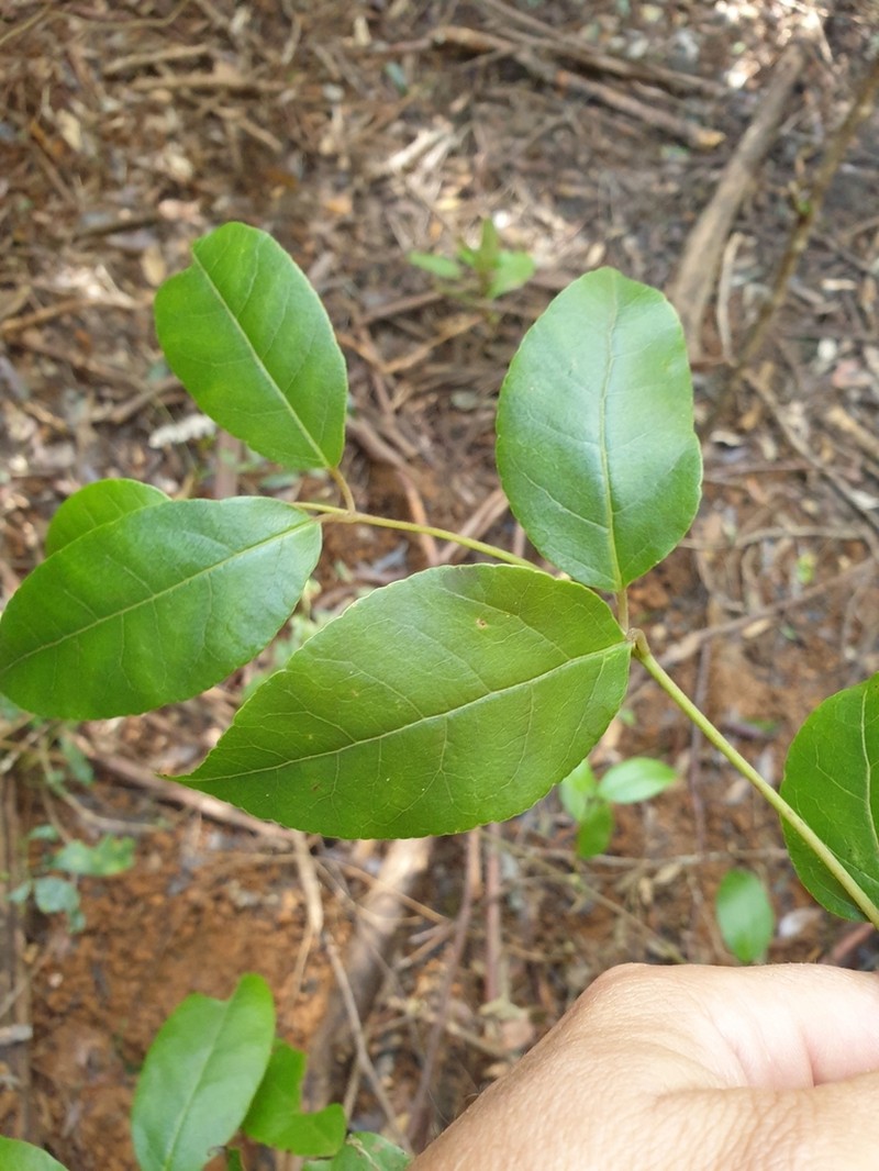 Trimenia moorei photo 8