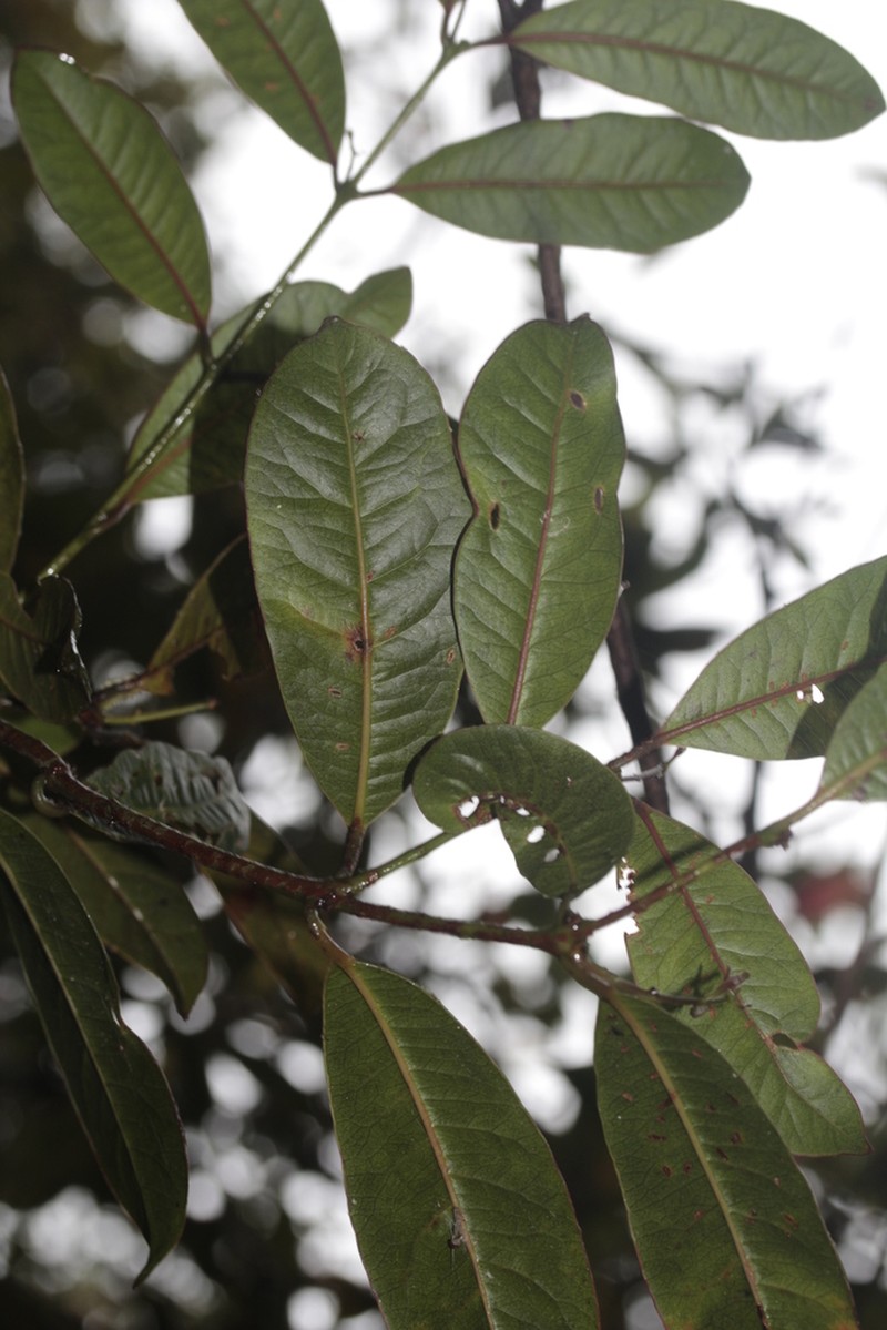 Trimenia neocaledonica photo 2