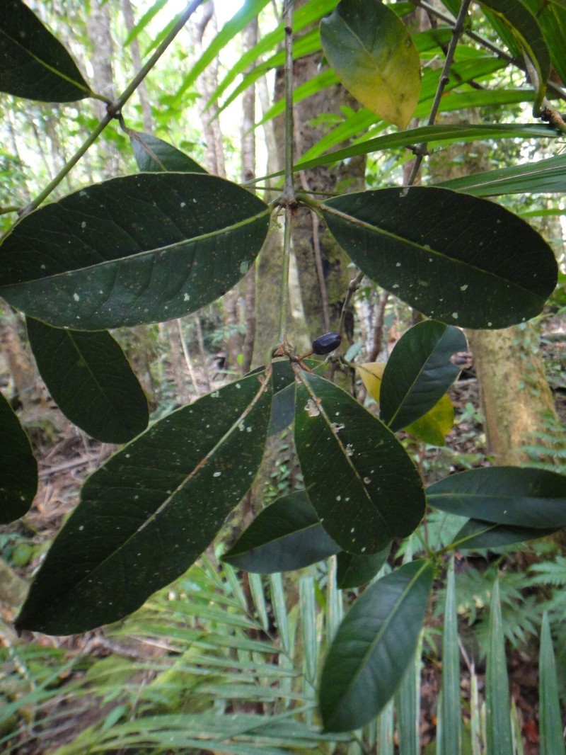 Trimenia neocaledonica photo 3