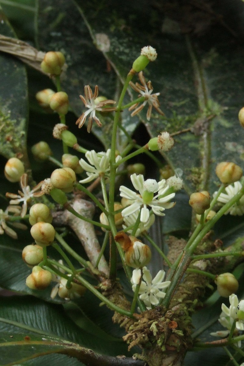 Trimenia neocaledonica photo 4