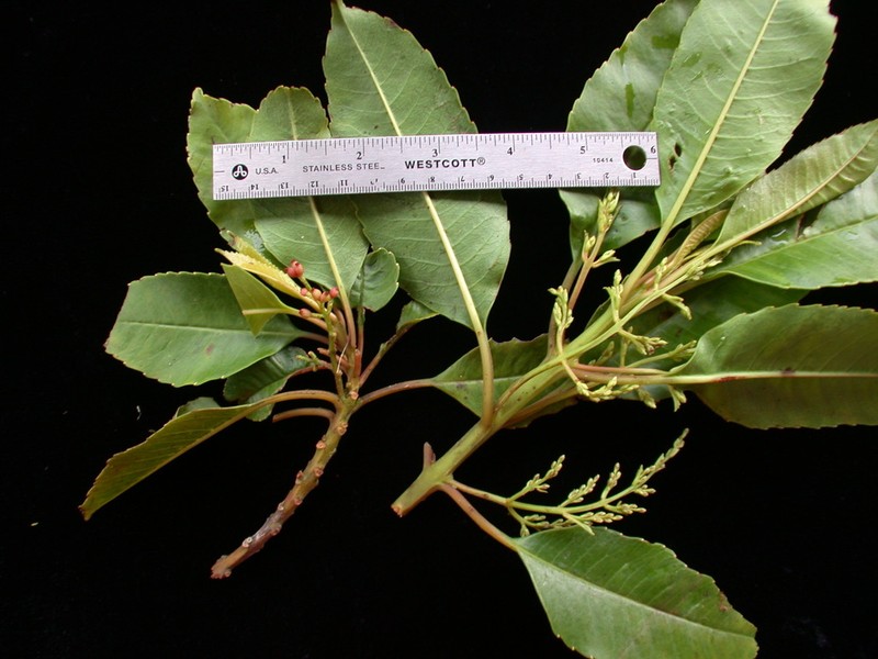 Trimenia nukuhivensis photo 2