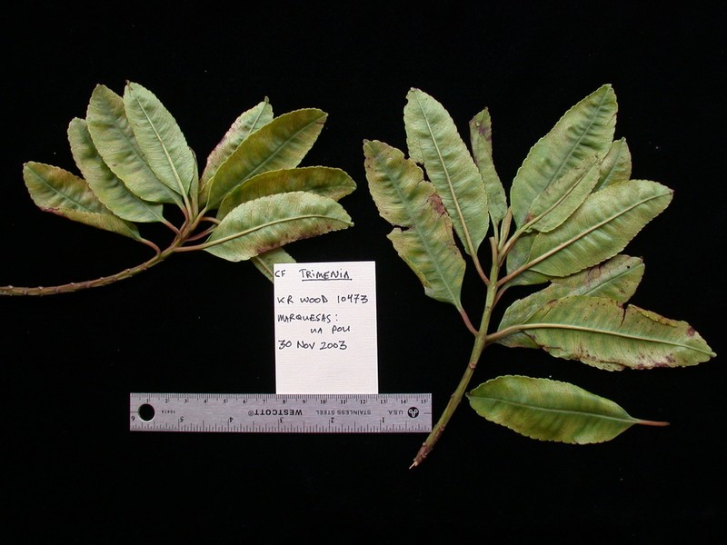 Trimenia nukuhivensis photo 3