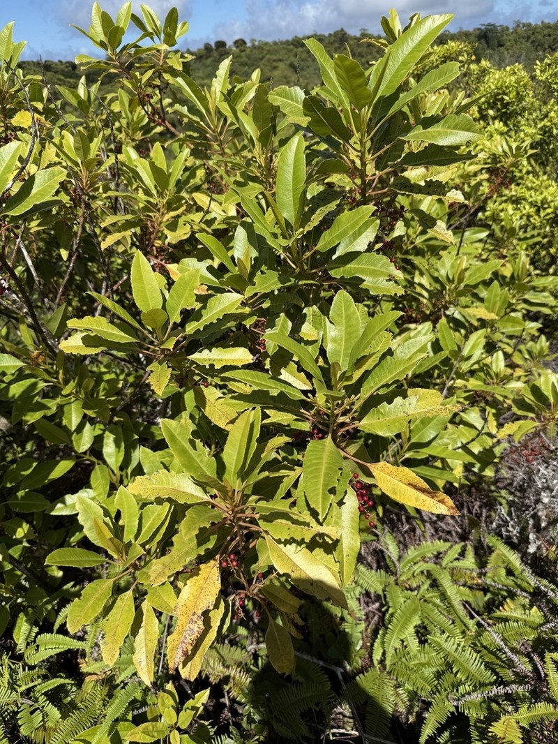 Trimenia nukuhivensis photo 4