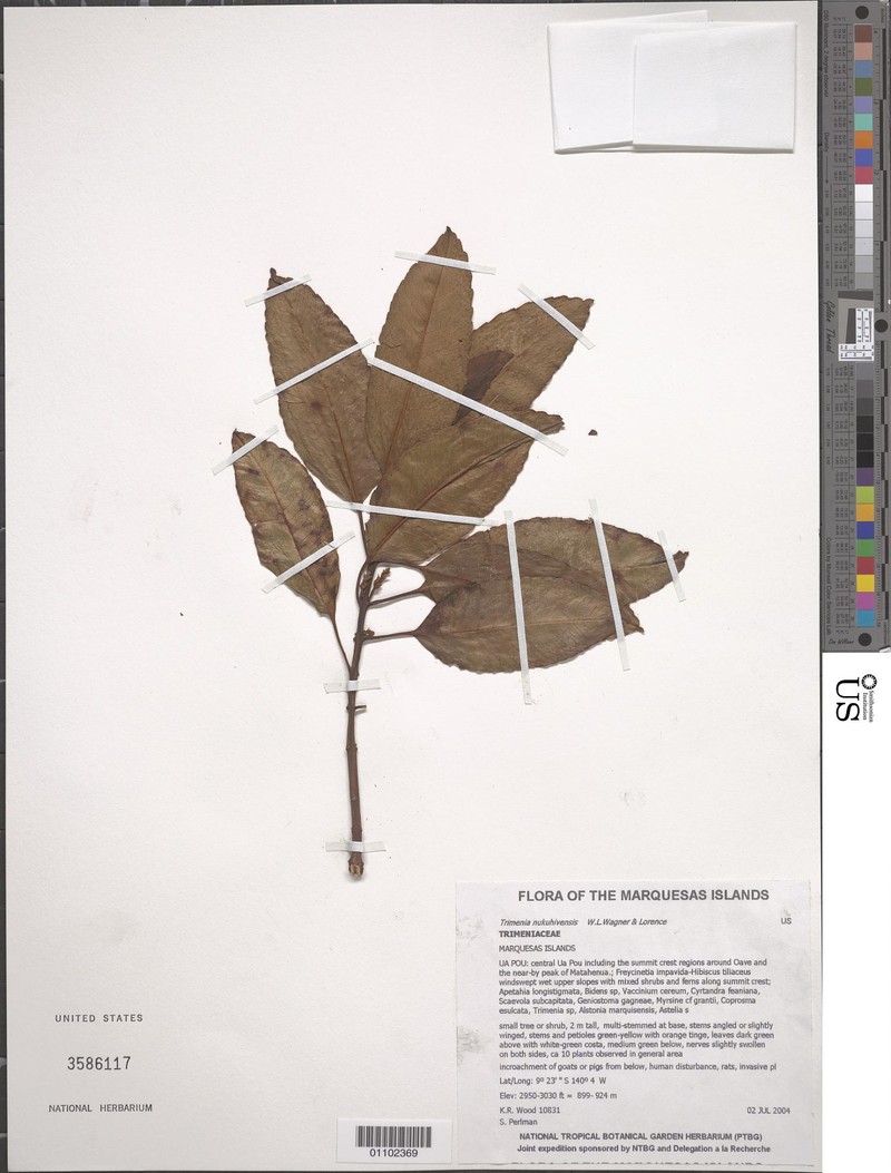 Trimenia nukuhivensis photo 5