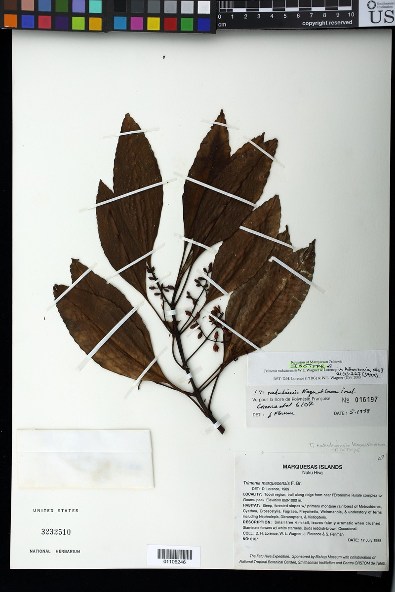 Trimenia nukuhivensis