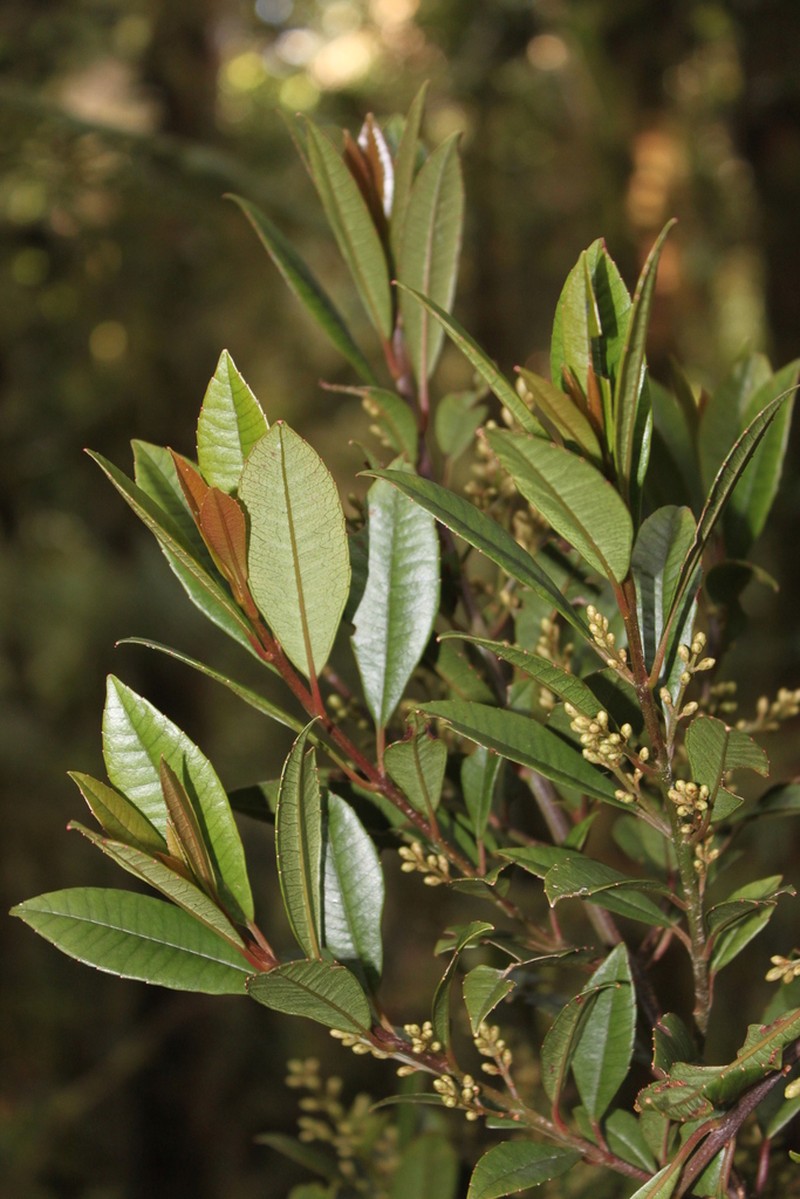 Trimenia papuana