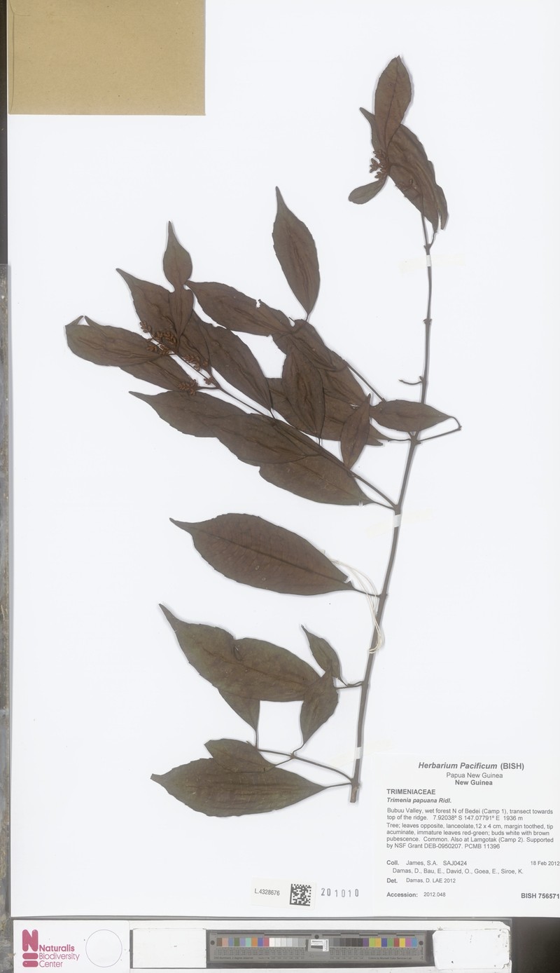 Trimenia papuana photo 3