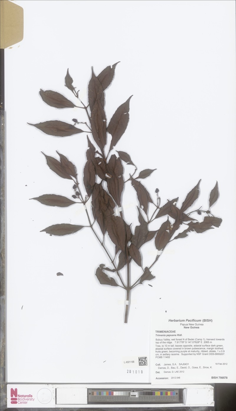 Trimenia papuana photo 4