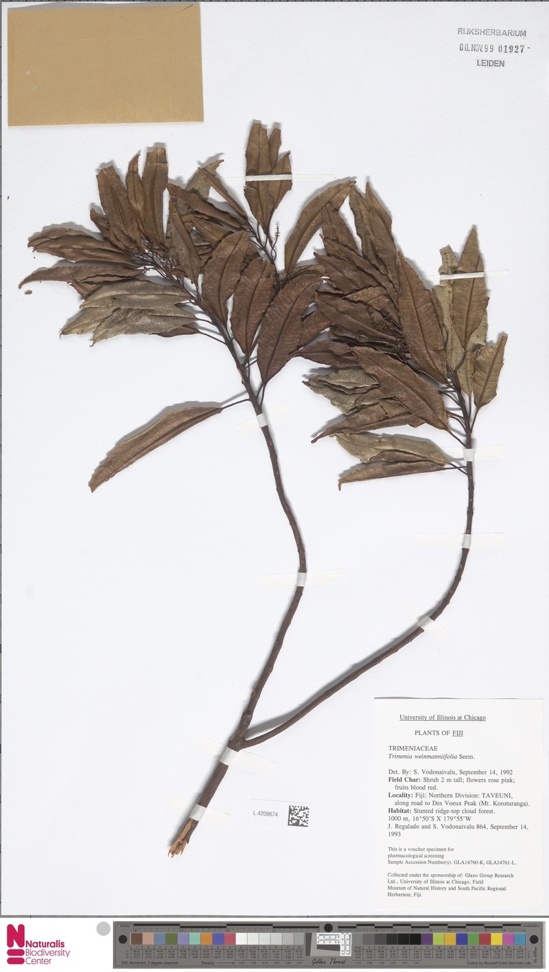 Trimenia weinmanniifolia photo 2