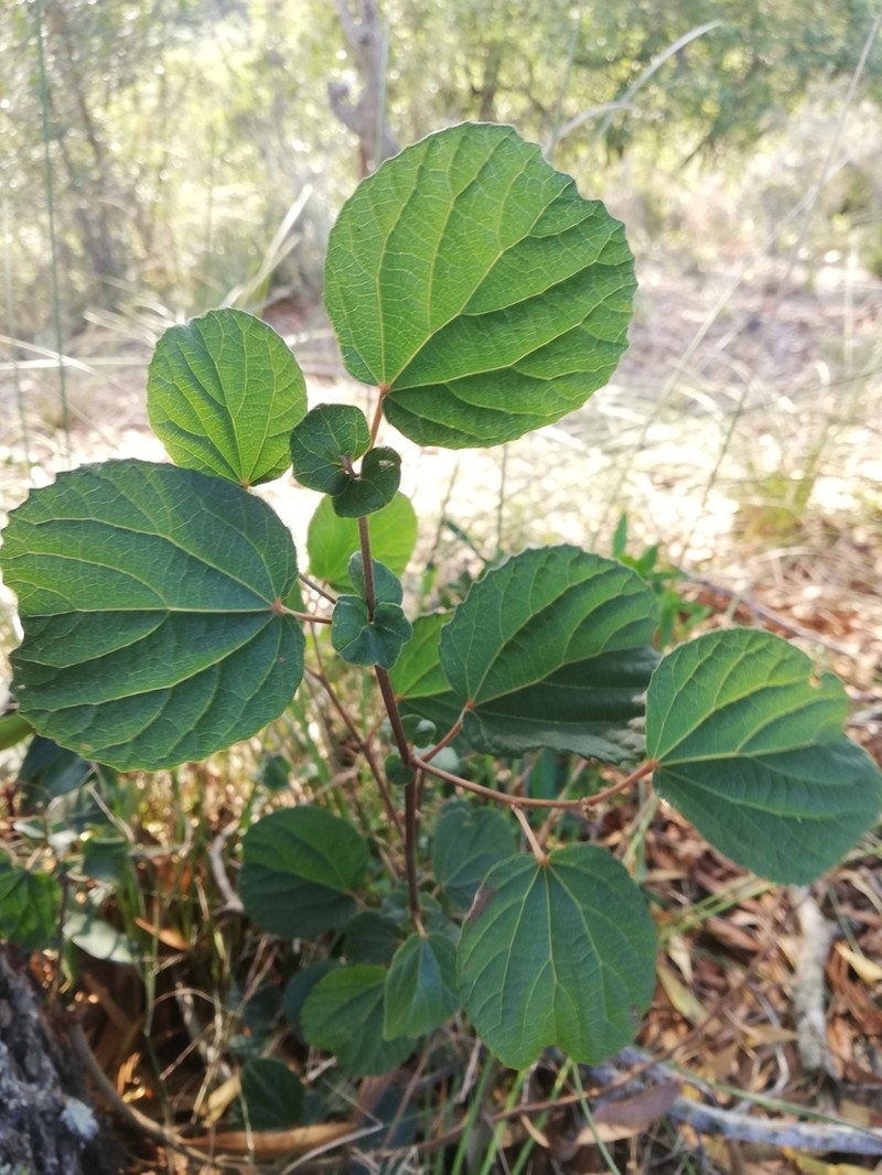 Trimeria grandifolia