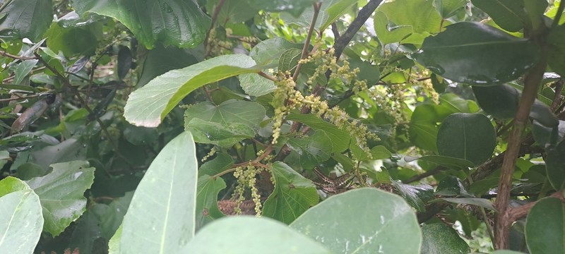 Trimeria grandifolia photo 2