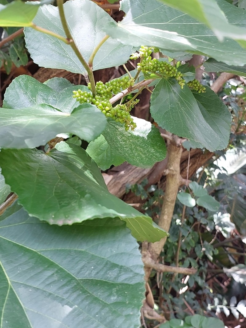 Trimeria grandifolia photo 3