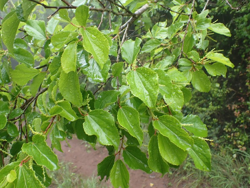 Trimeria grandifolia photo 4