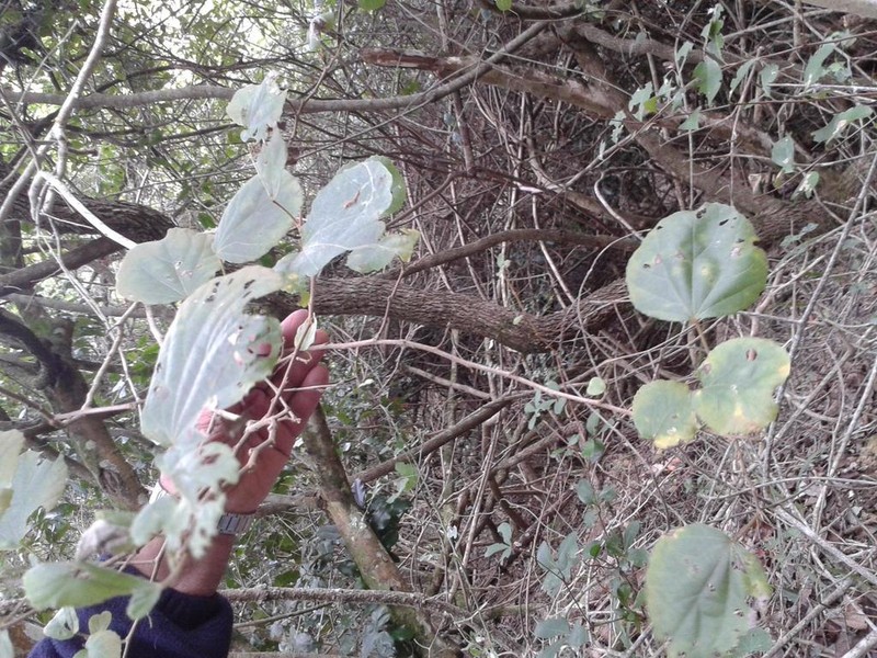 Trimeria grandifolia photo 5