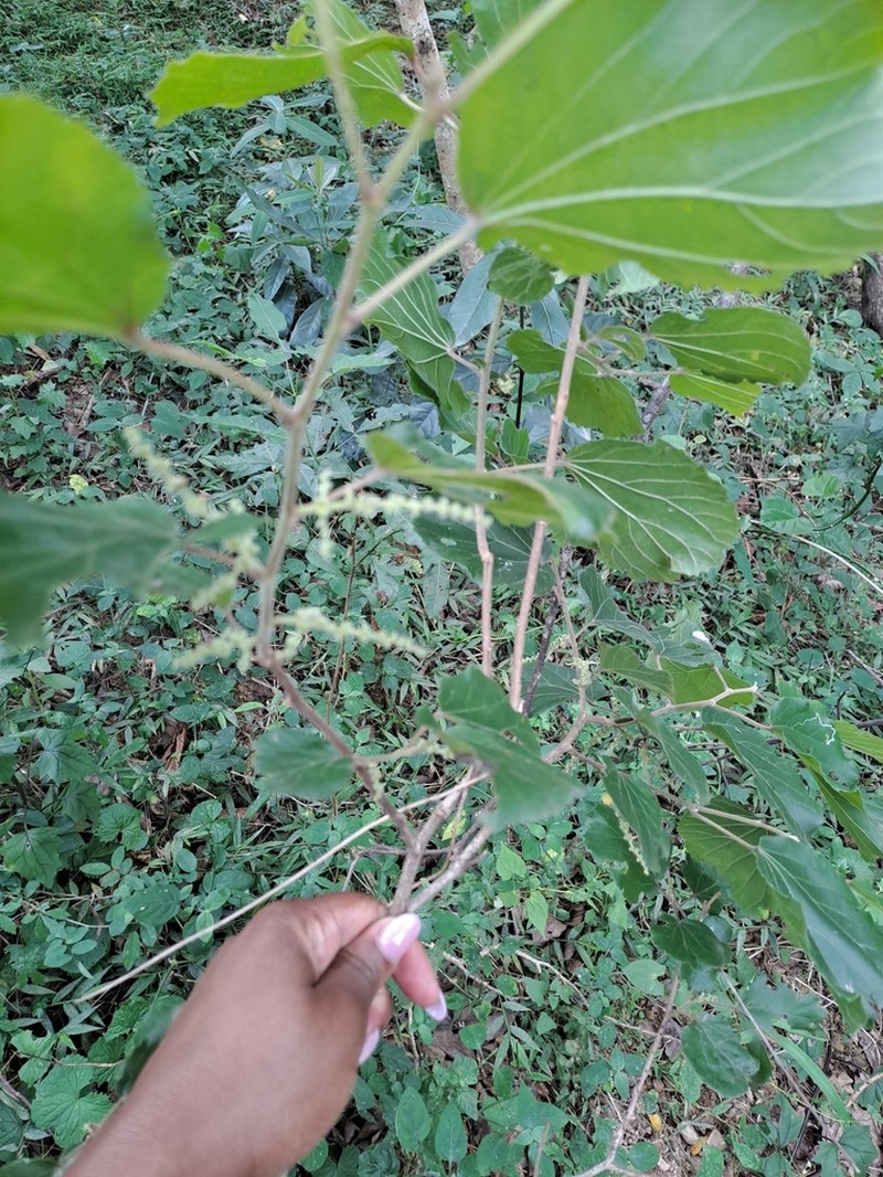Trimeria grandifolia photo 6