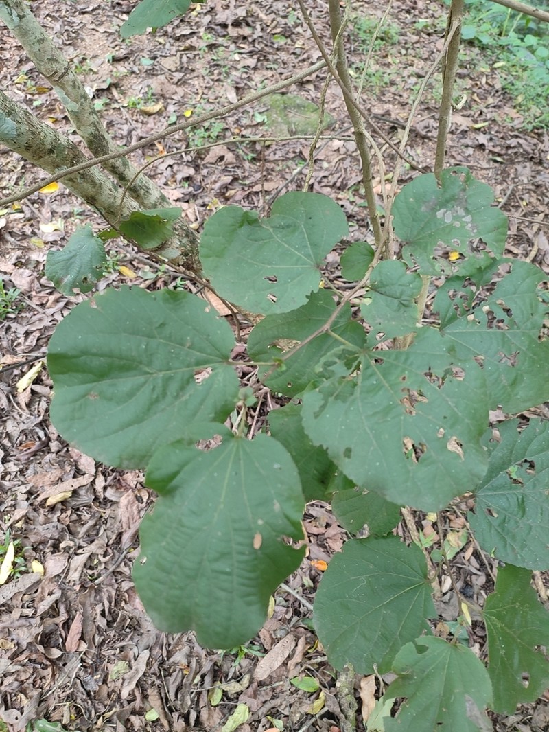Trimeria grandifolia photo 7