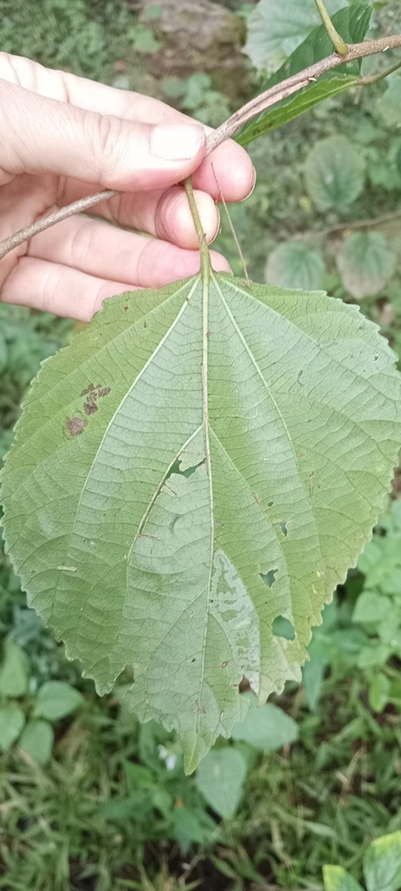 Trimeria grandifolia photo 8