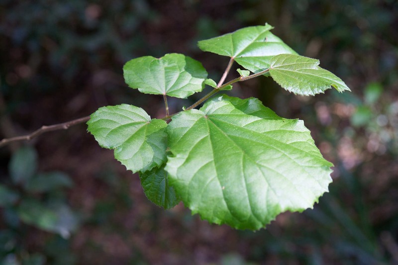 Trimeria grandifolia subsp. grandifolia