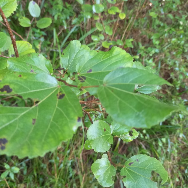 Trimeria grandifolia subsp. grandifolia photo 2