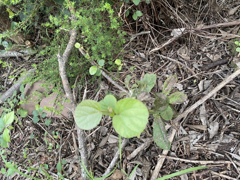 Trimeria grandifolia subsp. grandifolia photo 3