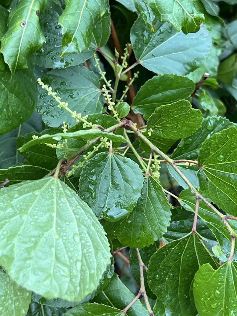 Trimeria grandifolia subsp. grandifolia photo 4