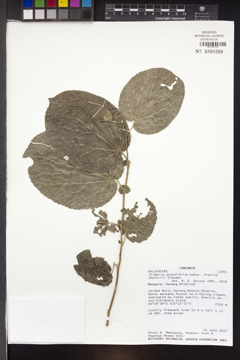 Trimeria grandifolia subsp. tropica