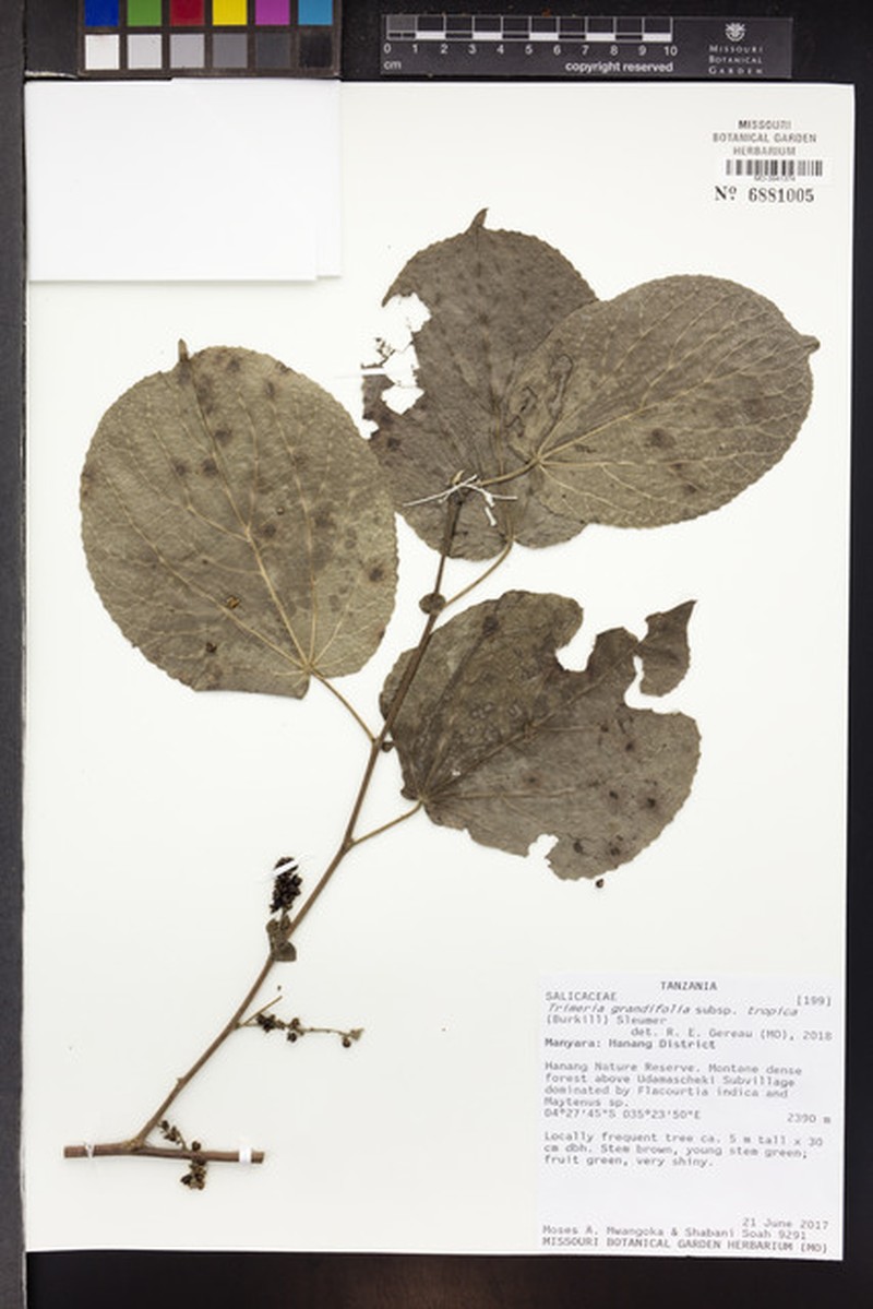 Trimeria grandifolia subsp. tropica photo 2