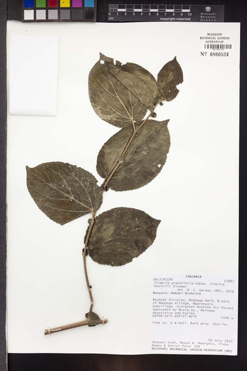 Trimeria grandifolia subsp. tropica photo 3