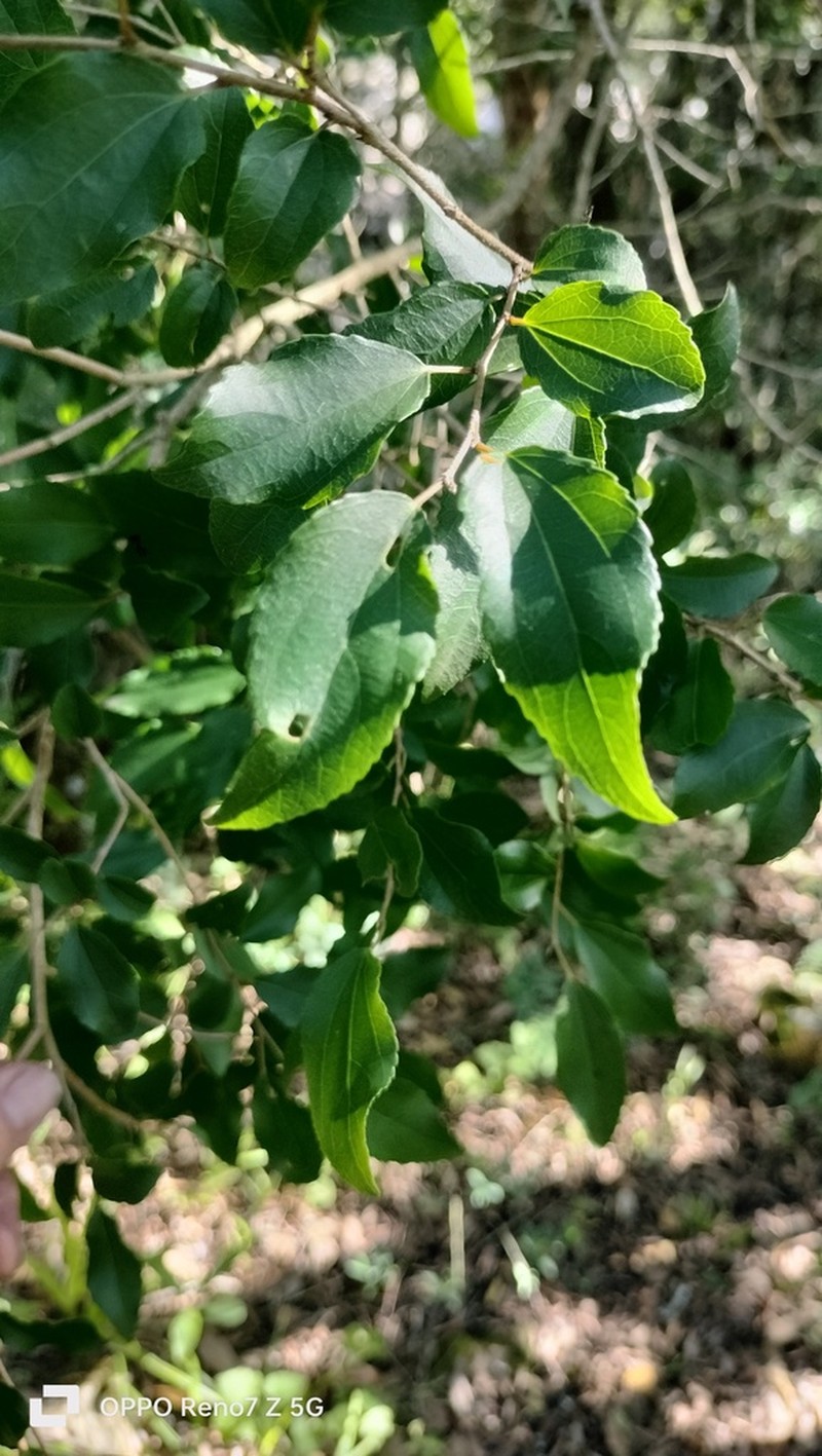 Trimeria trinervis